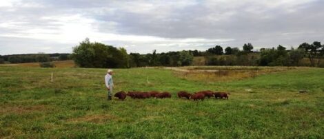 pasture-raising-pigs-rotational-grazing-pigs